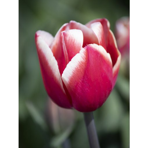 Tulipa Kung Fu - Tulipán