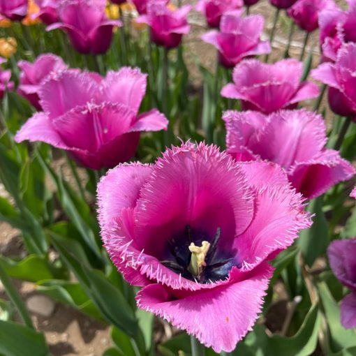 Tulipa Louvre - Tulipán