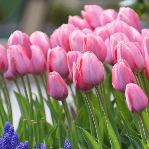 Tulipa Mystic Van Eijk - Tulipán