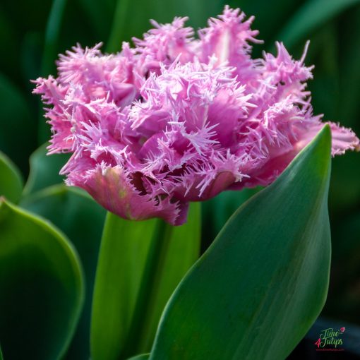 Tulipa Newcastle - Tulipán