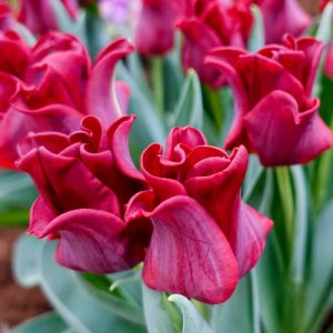 Tulipa Red Dress - Tulipán
