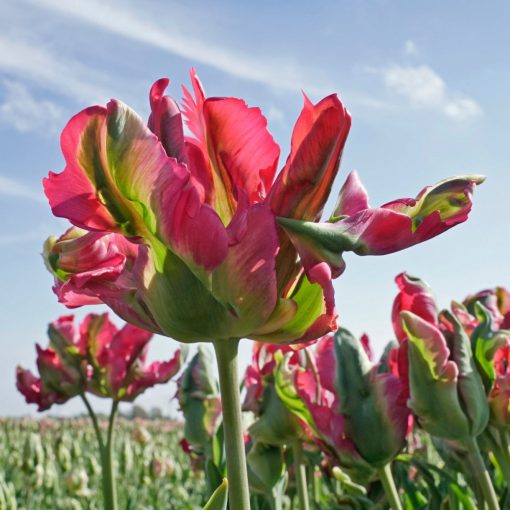 Tulipa Red Wave - Tulipán