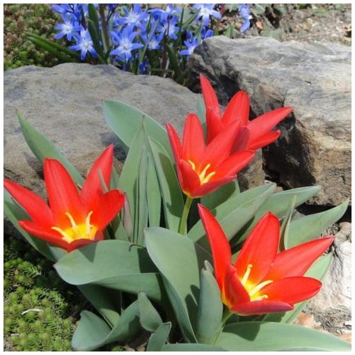 Tulipa Scarlet Baby - Tulipán