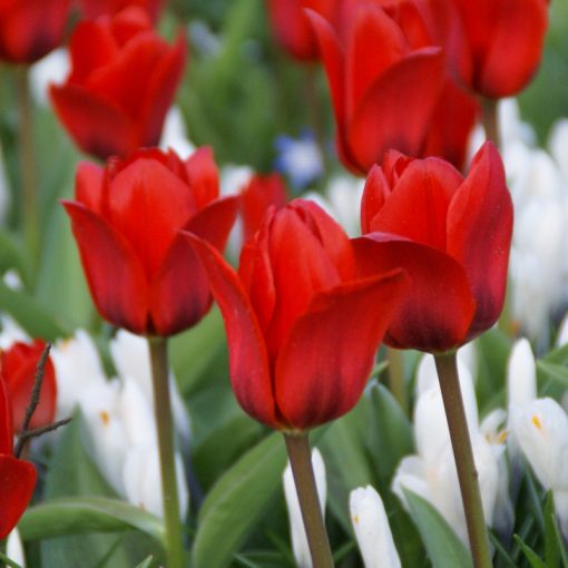 Tulipa Showwinner - Tulipán