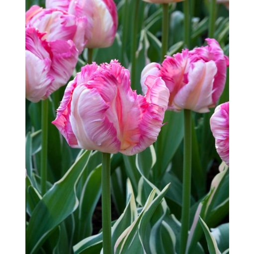 Tulipa Silver Parrot - Tulipán