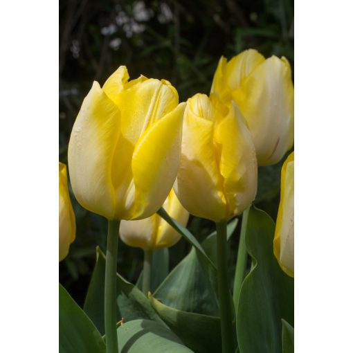 Tulipa Sunny Prince - Tulipán