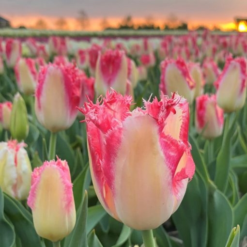 Tulipa Sweet Simone - Tulipán