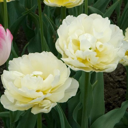 Tulipa Verona - Tulipán