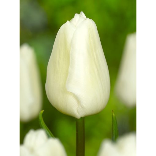 Tulipa White Prince - Tulipán