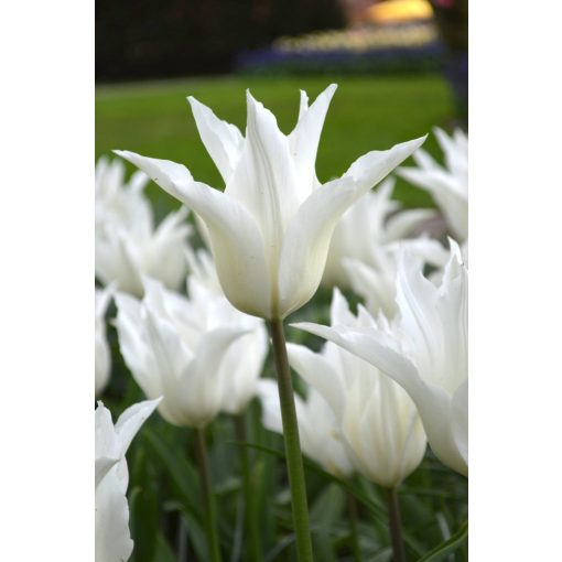 Tulipa White Triumphator - Tulipán