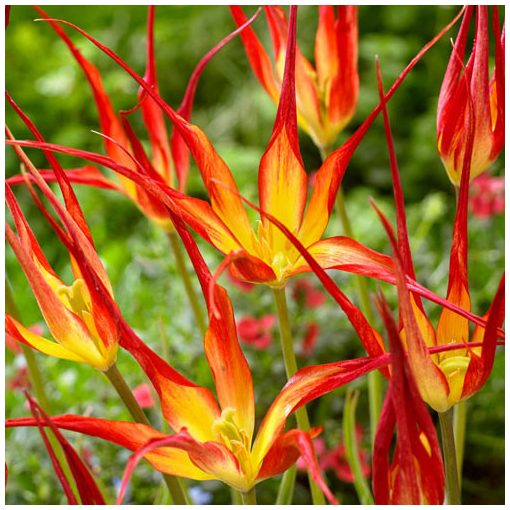 Tulipa acuminata