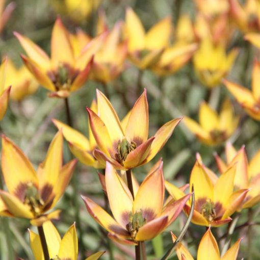 Tulipa aucheriana x hageri