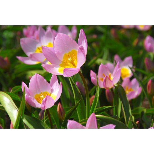 Tulipa bakeri Lilac Wonder - Tulipán