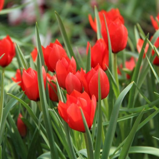 Tulipa batalinii Red Hunter - Tulipán