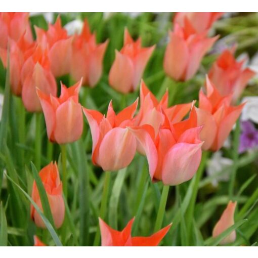 Tulipa batalinii Salmon Gem - Tulipán