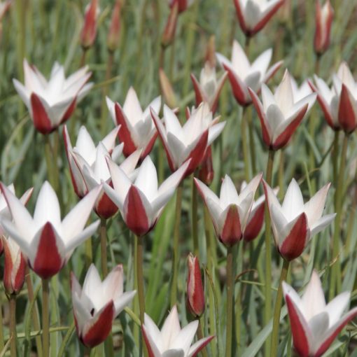 Tulipa clusiana