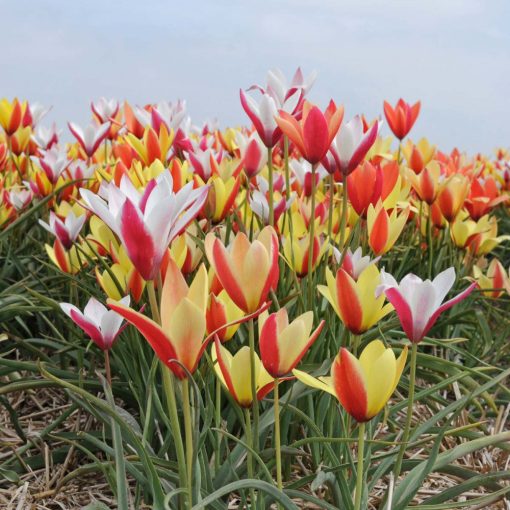 Tulipa clusiana Mix - Tulipán