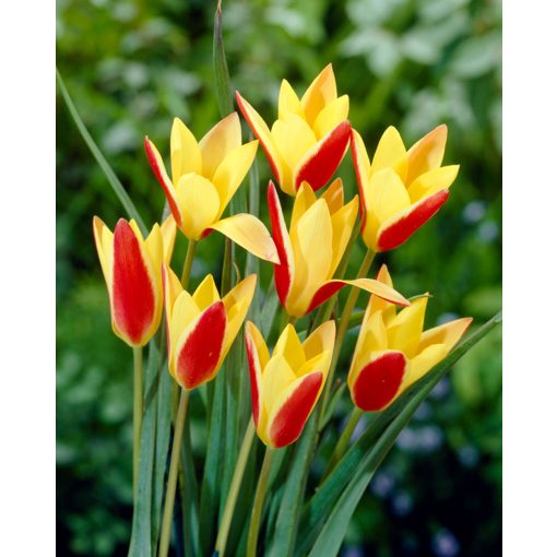 Tulipa clusiana var chrysantha