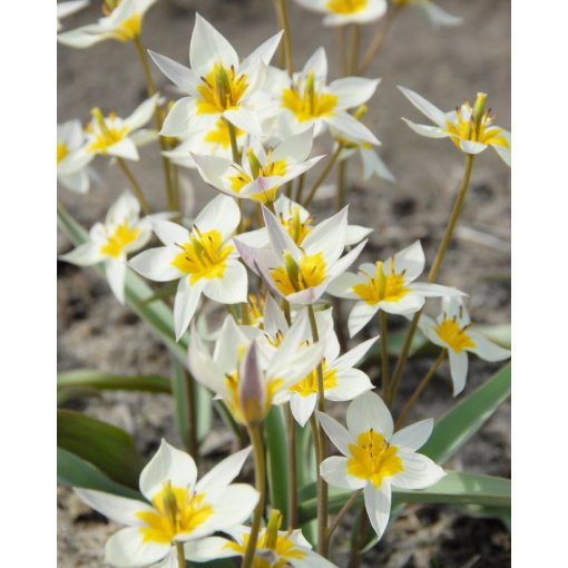 Tulipa turkestanica