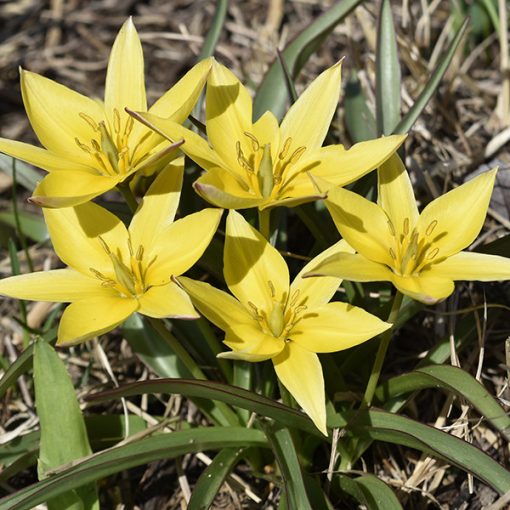 Tulipa urumiensis