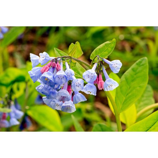 Mertensia virginica (I.) - Virginiai tüdővirág