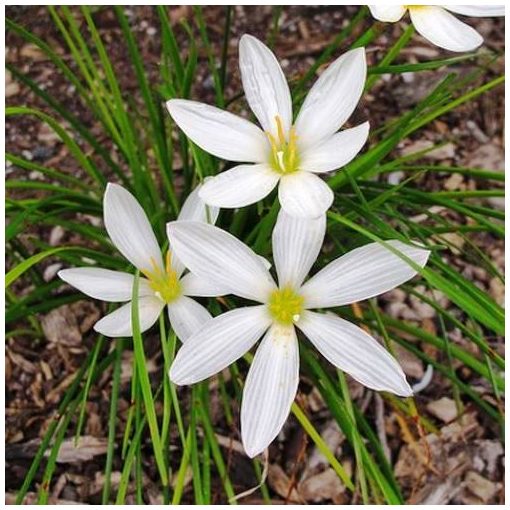 Zephyranthes candida (I.) - Zefírvirág