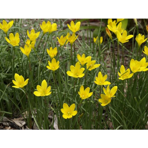 Zephyranthes citrina (I.) - Zefírvirág