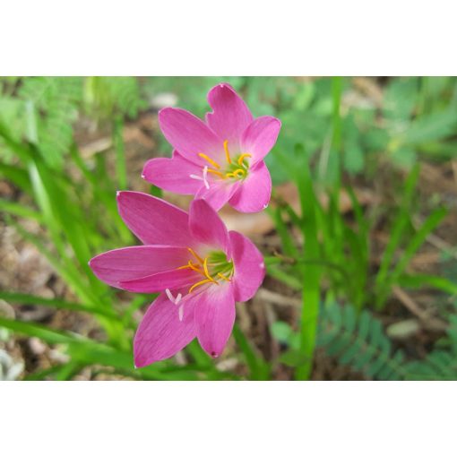 Zephyranthes rosea (6/+) - Zefírvirág