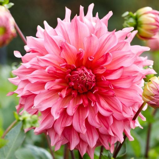 Dahlia Islander (I.) - Dália