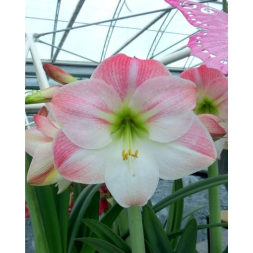 Hippeastrum Apple Blossom - Amarillisz (22/24)