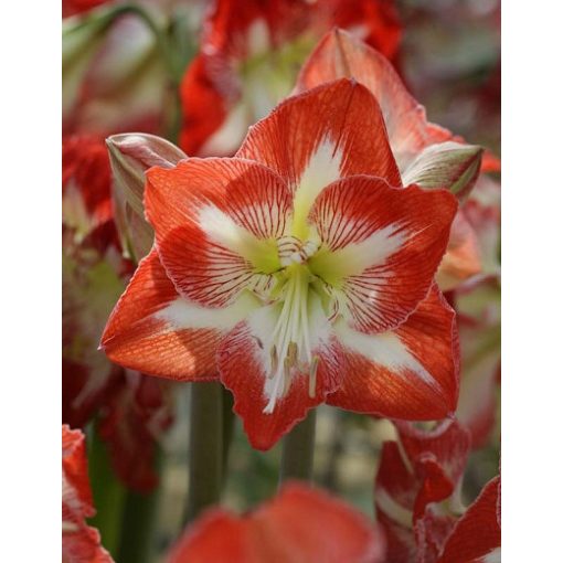 Hippeastrum Minerva - Amarillisz (22/24)