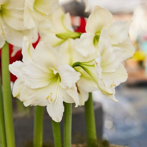 Hippeastrum Mount Blanc (22/24) - Amarillisz