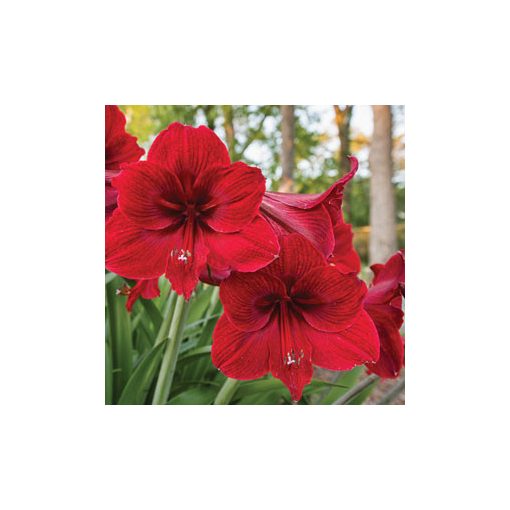 Hippeastrum Red Lion - Amarillisz (22/24)