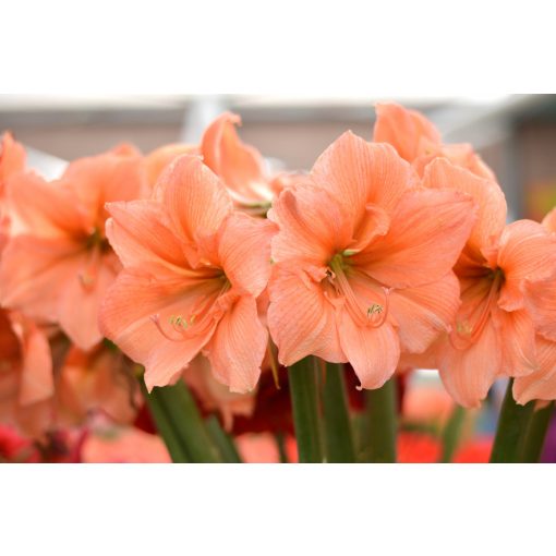 Hippeastrum Rilona - Amarillisz (22/24)