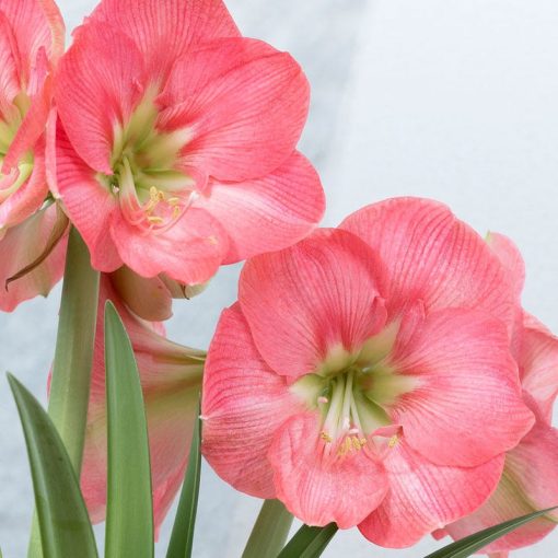 Hippeastrum Susan - Amarillisz (22/24)