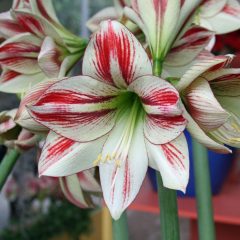 Amaryllis Double Shine (Hippeastrum) - Fluwel