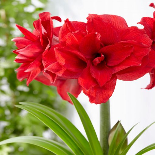 Hippeastrum Amarantia - Amarillisz (30/32)