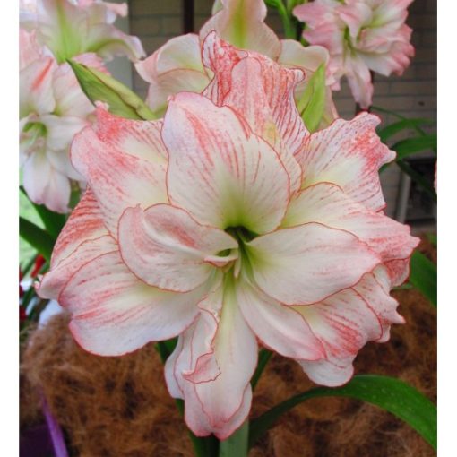 Hippeastrum Aphrodite (22/24) - Amarillisz