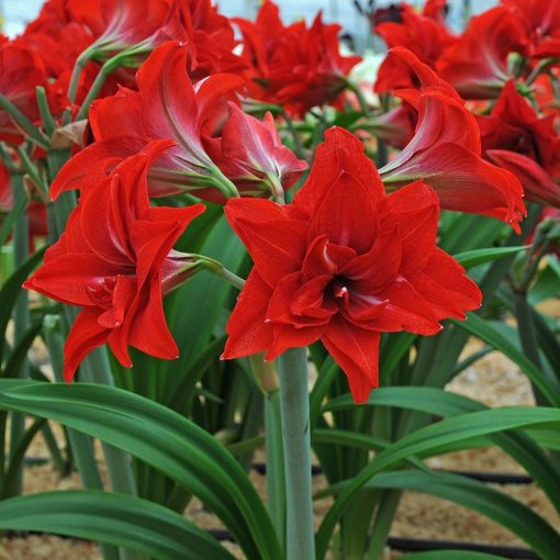 Hippeastrum Double Delicious - Amarillisz (22/24)