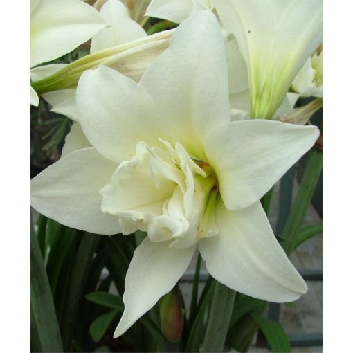 Hippeastrum Jewel - Amarillisz (22/24)