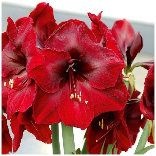 Hippeastrum Benfica - Amarillisz (22/24)