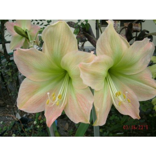 Hippeastrum Limona - Amarillisz (22/24)