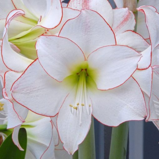 Hippeastrum Picotee - Amarillisz (28/+)