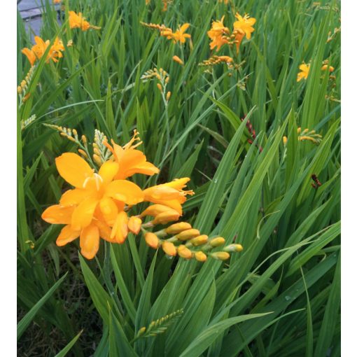 Crocosmia Pauls Best Yellow (8/+) - Sáfrányfű