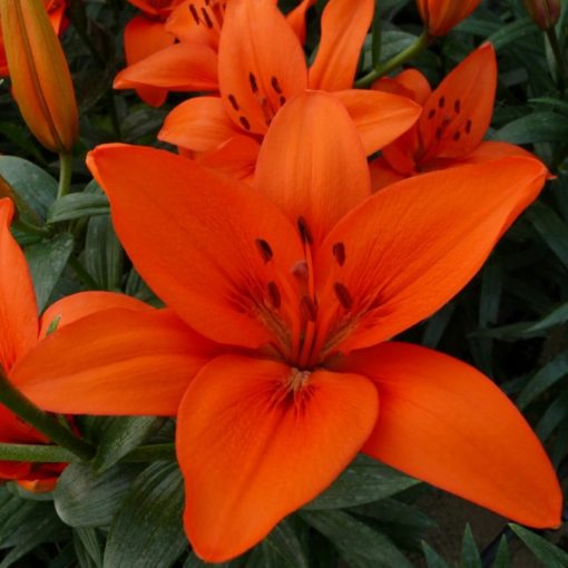 Lilium Orange Summer (16/+) - Liliom