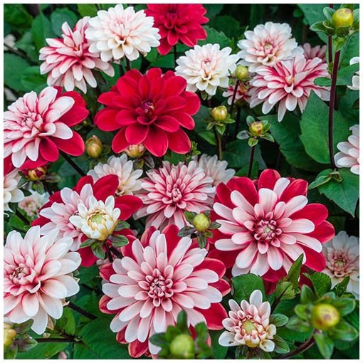 Dahlia Pacific Time (I.) - Dália