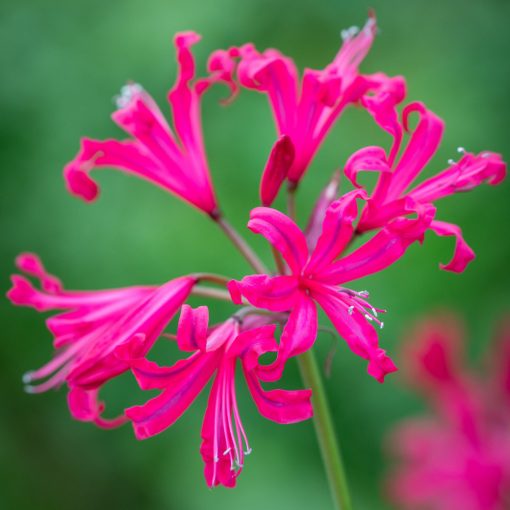 Nerine bowdenii Mr. Nick (12/+) - Csillogó pirosliliom