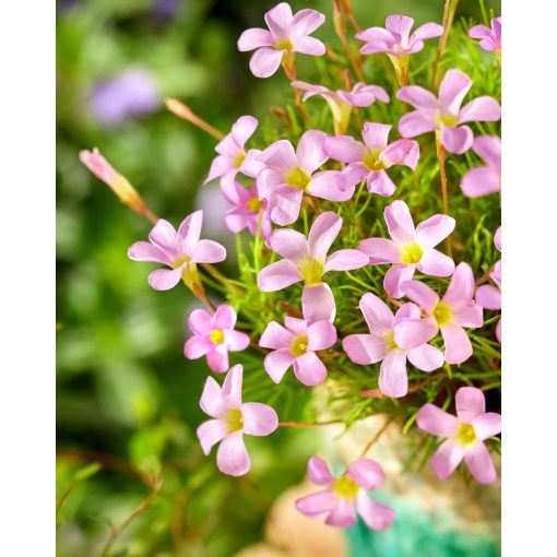 Oxalis Pink Spider