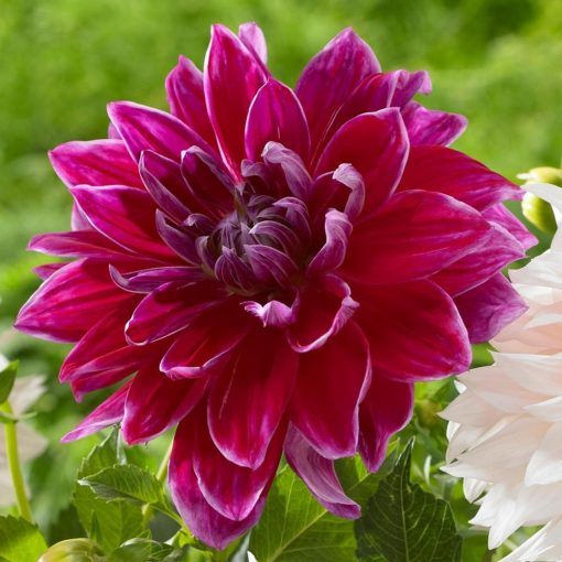 Dahlia Mero Star (I.) - Dália