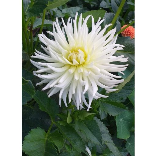 Dahlia White Star (I.) - Dália